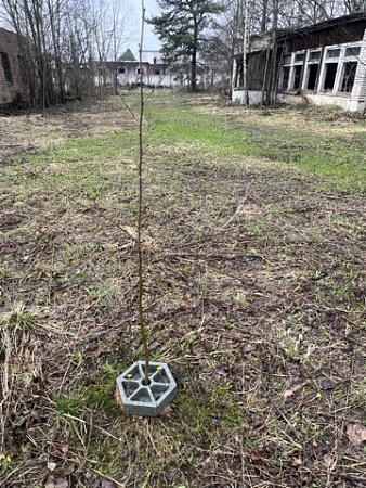 Защита ствола дерева - Обувь ЭВА для мужчин, женщин и детей от производителя Колесник